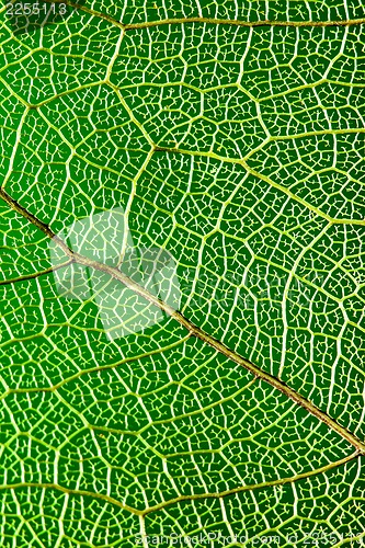 Image of green leaf