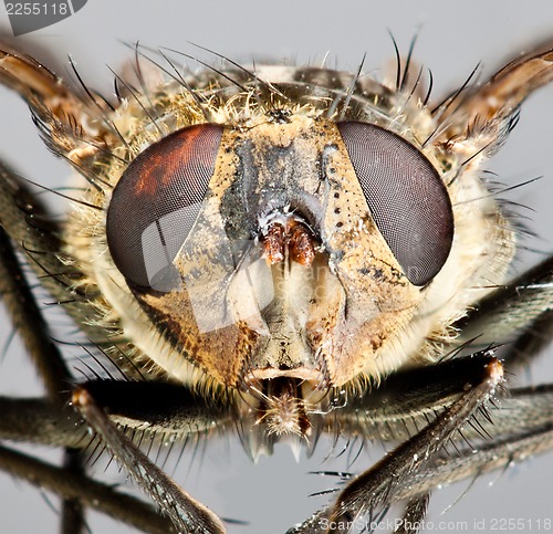 Image of Housefly close-up.