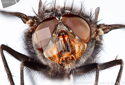 Image of Housefly close-up.