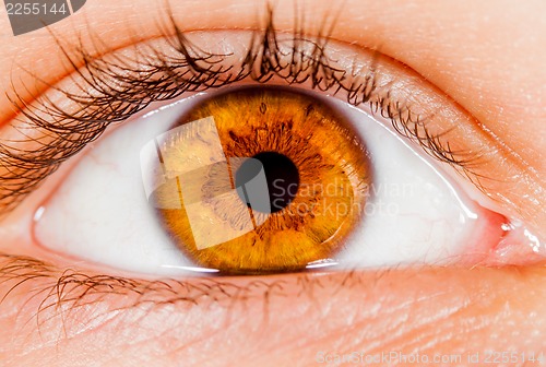 Image of Human eye.