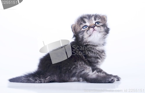 Image of little 2 weeks old kitten