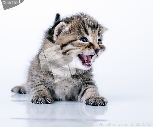 Image of little 2 weeks old kitten