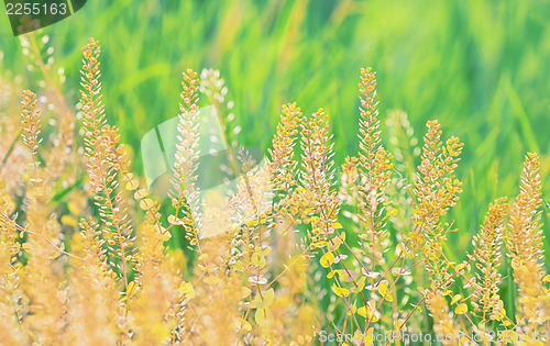 Image of Field of grass during sunset