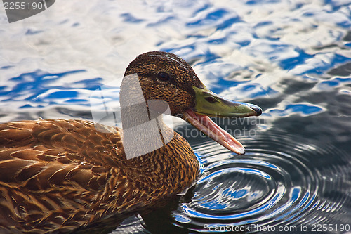 Image of Quacking duck on the water 