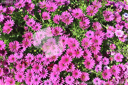 Image of pink daisy