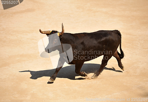 Image of running bull