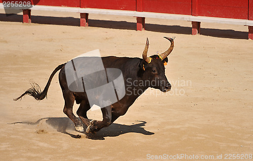 Image of running bull