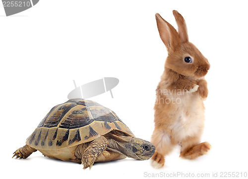 Image of Tortoise and rabbit