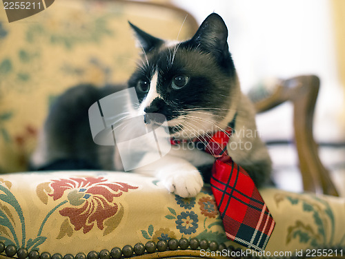 Image of Siamese Cat with tie