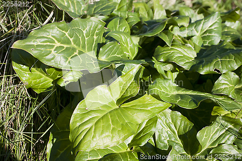 Image of Chenopodium bonus-henricus