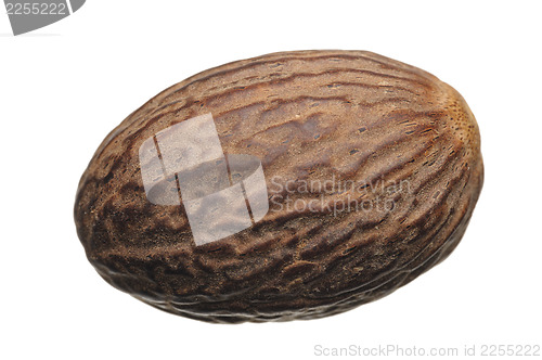 Image of Nutmeg