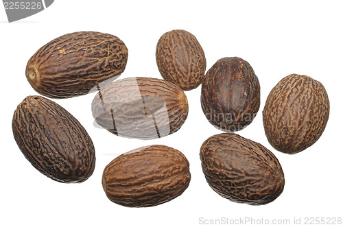 Image of Nutmeg