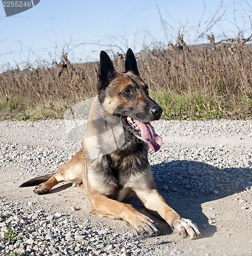 Image of malinois