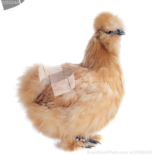 Image of young Silkie