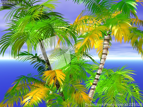 Image of Palm trees