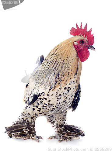 Image of bantam rooster