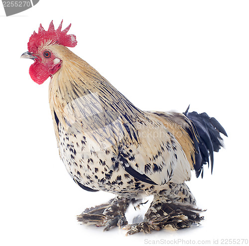 Image of bantam rooster