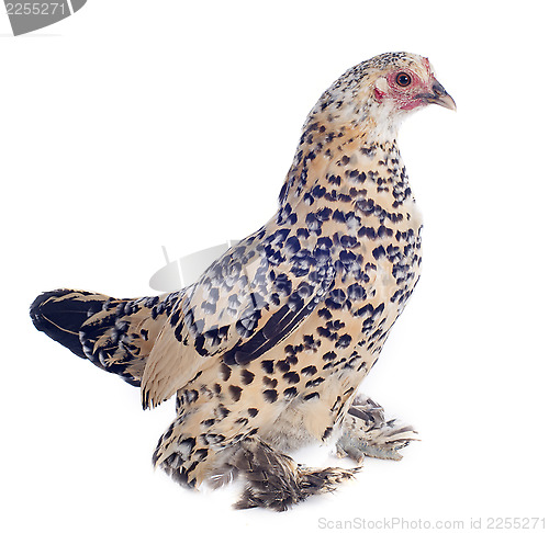 Image of bantam chicken