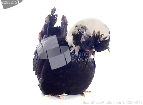 Image of dutch bantam