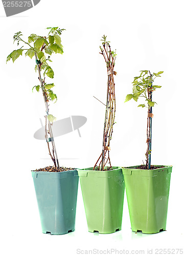 Image of raspberries in pot isolated