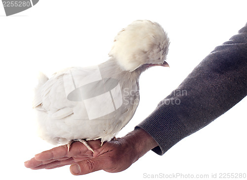 Image of dutch bantam