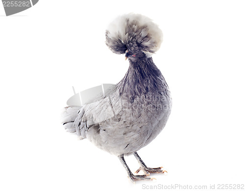 Image of dutch bantam