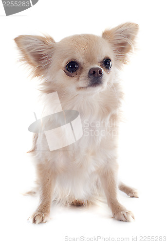 Image of chihuahua