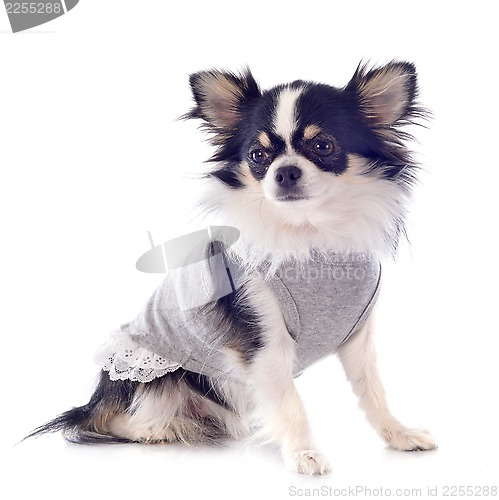 Image of dressed chihuahua