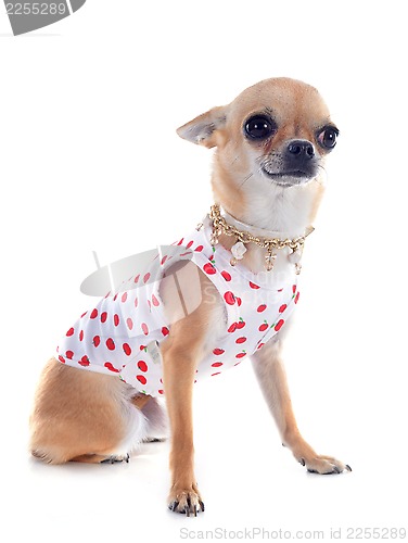 Image of dressed chihuahua