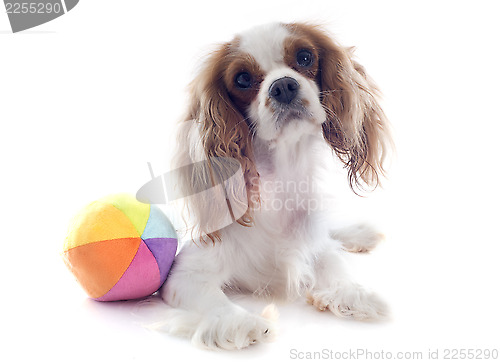 Image of cavalier king charles