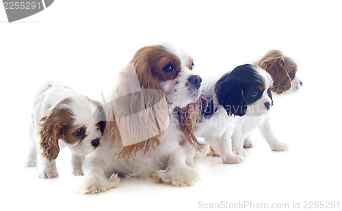 Image of family cavalier king charles