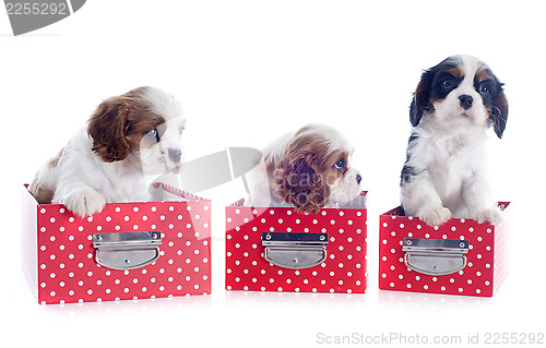 Image of puppies cavalier king charles