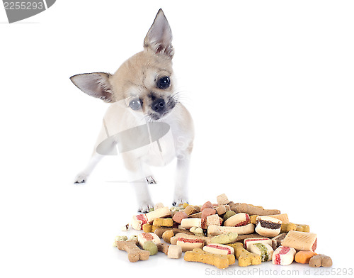 Image of chihuahua and dry food