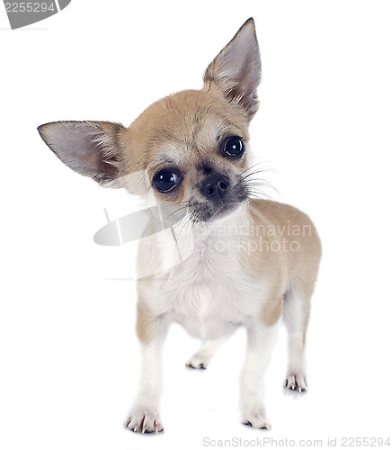 Image of puppy chihuahua