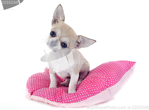 Image of puppy chihuahua