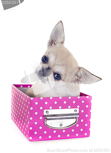 Image of puppy chihuahua in craft