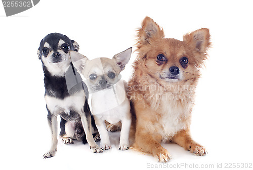 Image of three chihuahuas