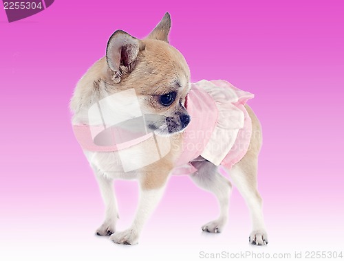 Image of dressed puppy chihuahua