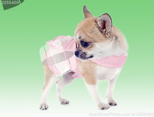 Image of puppy chihuahua