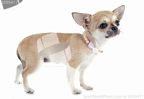 Image of puppy chihuahua