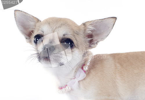 Image of puppy chihuahua