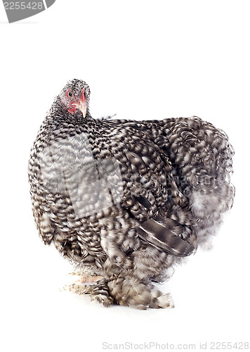 Image of orpington chicken