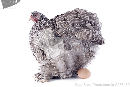 Image of laying chicken 