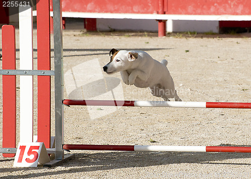 Image of jack russel terrier in agility