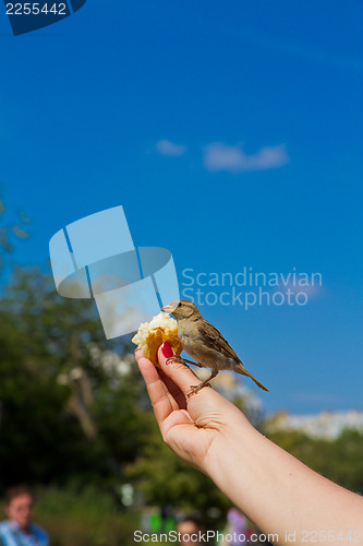 Image of Sparrow eating from man's hands