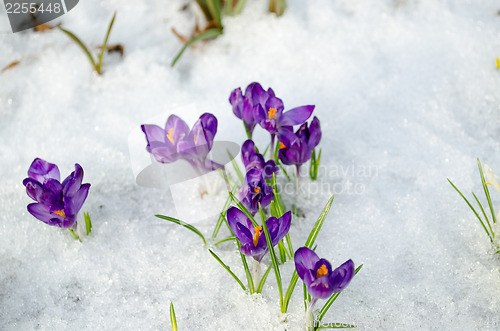 Image of bunch saffron crocus blue spring bloom snow spring 
