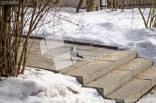 Image of dove on cement stairs in winter 