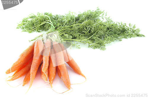 Image of early carrot