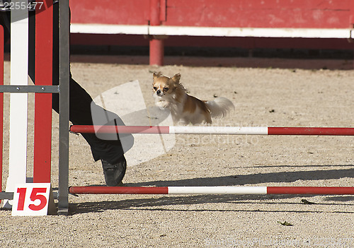 Image of jumping chihuahua