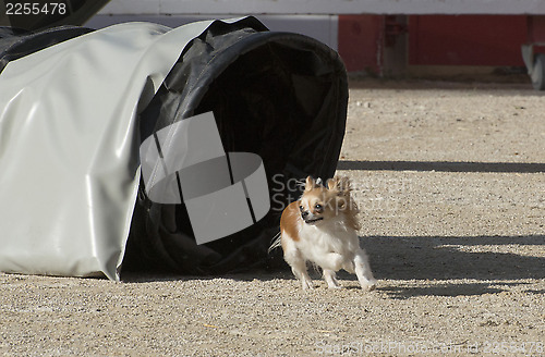 Image of jumping chihuahua